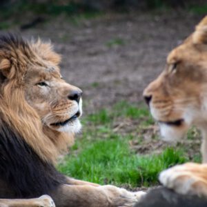 Gewöhnung an andere Tiere oder Menschen