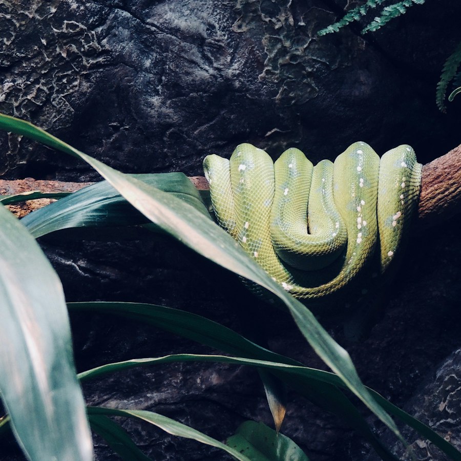 Boa Constrictor as a pet
