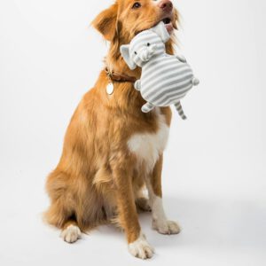 Seminar zur Verhaltensänderung bei aggressiven Hunden.