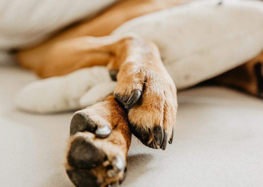 Tagesbetreuung und Übernachtungen für Hunde.