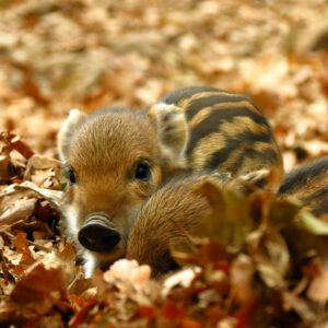 Meerschweinchen