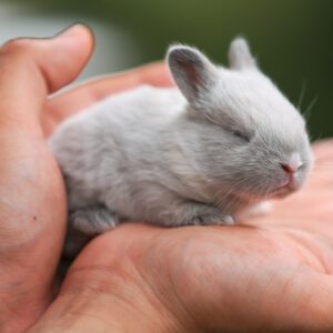 Chinchillas