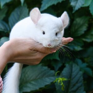 Chinchillas