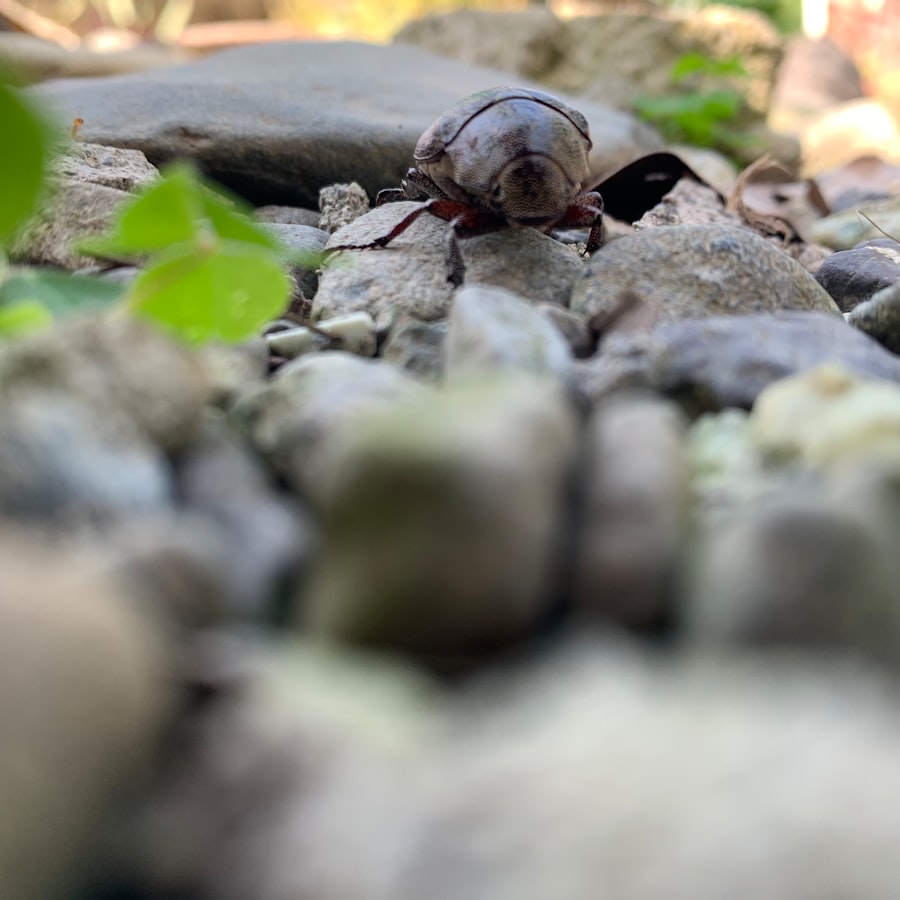 Schildkrötenüberleben