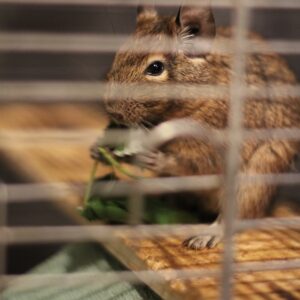 Degus