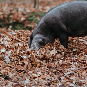 Meerschweinchen