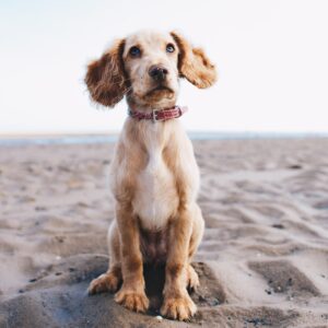 Dummy-Training für Jagdhunde