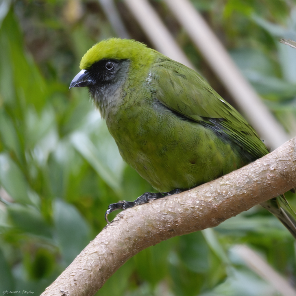 Nachhaltige Kanarienvogel-Zucht