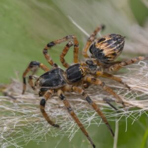 Vogelspinnen
Insekten als Haustiere