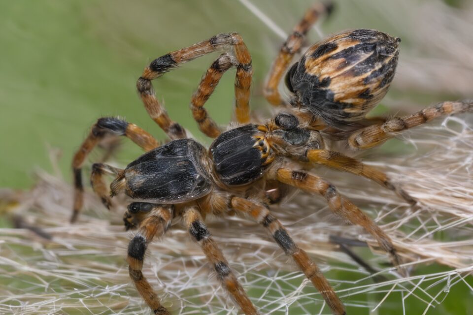 Vogelspinnen
Insekten als Haustiere